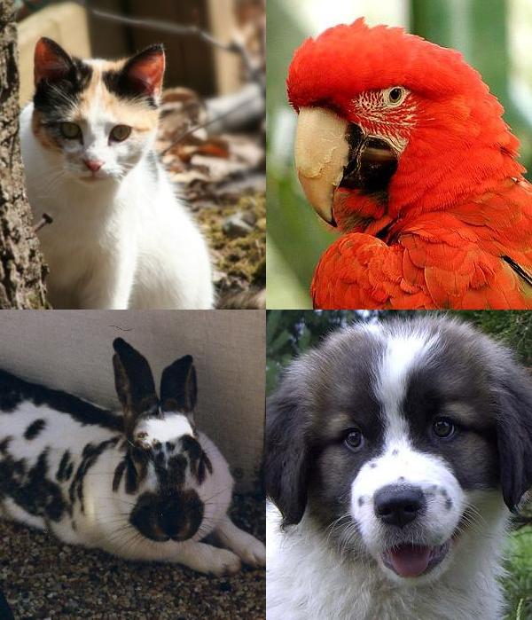 pet patients
